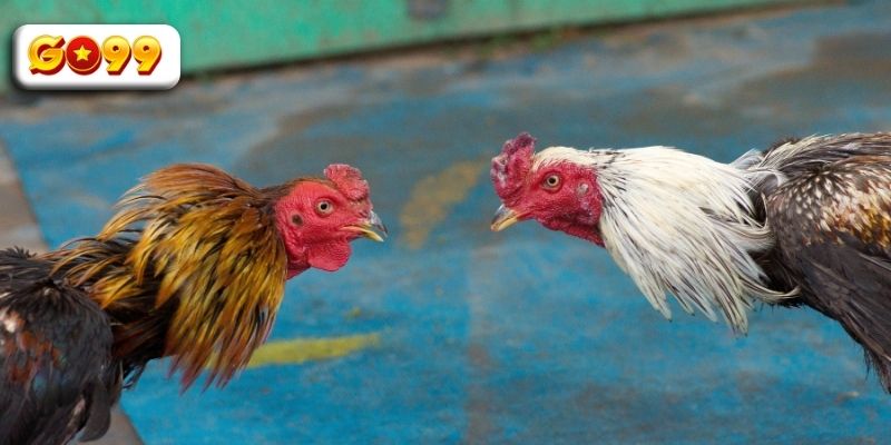 Các quy tắc quan trọng bắt buộc nhớ